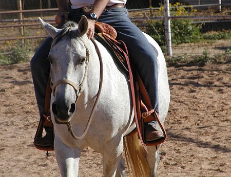 custom team roping saddle, made for roping, by team ropers
